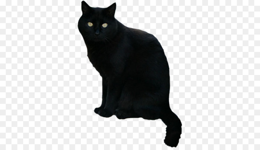 Black cat Scary Halloween Android - Cat png download - 512*512 - Free Transparent Black Cat png Download.