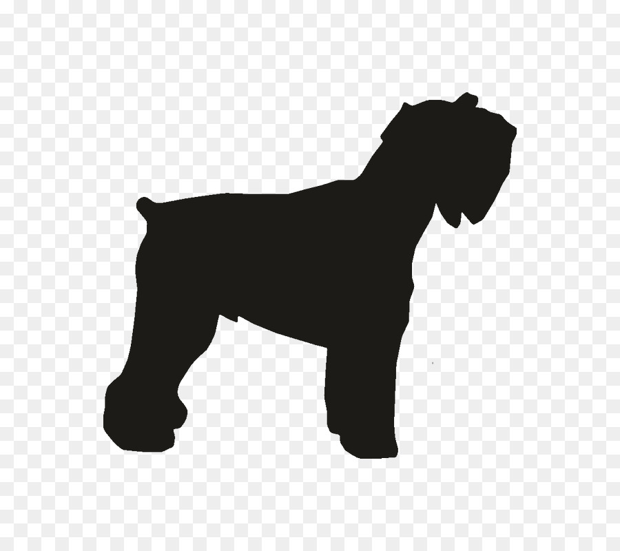 Miniature Schnauzer Dog breed Rottweiler Dobermann Pit bull - norfolk terrier png download - 800*800 - Free Transparent Miniature Schnauzer png Download.