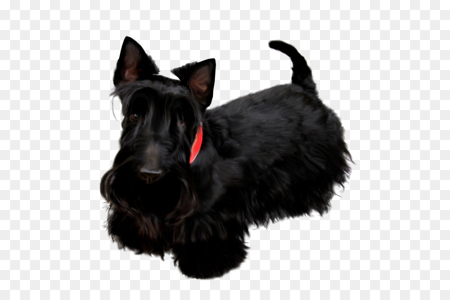 Scottish Terrier Miniature Schnauzer Poodle Pekingese Black Russian Terrier - poodle Dog png download - 600*600 - Free Transparent Scottish Terrier png Download.