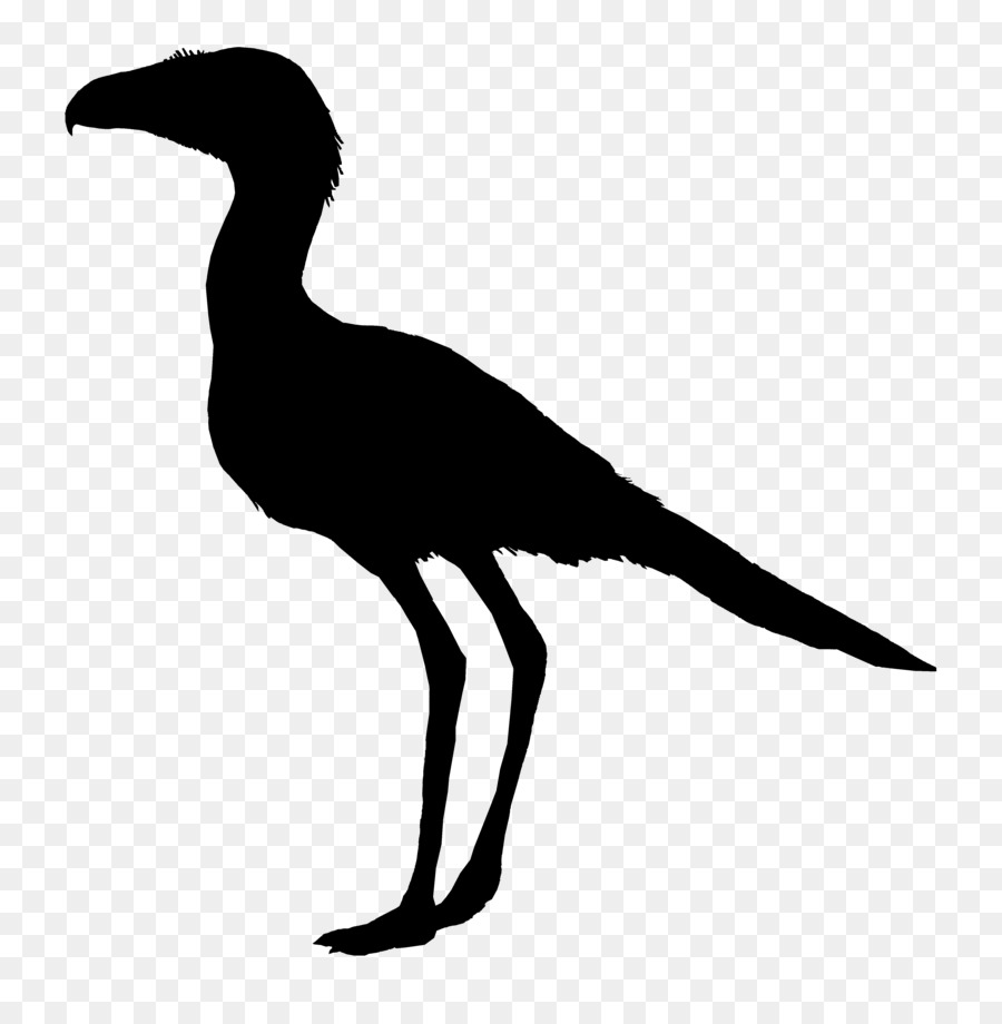 Beak Crane Seabird Clip art - crane png download - 887*901 - Free Transparent Beak png Download.