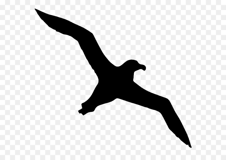 Bird Albatross Icon - Albatross Transparent Background png download - 626*626 - Free Transparent Bird png Download.