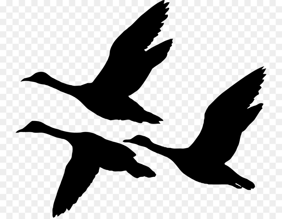Duck Illustration Vector graphics Silhouette Stock photography - goose silhouette png flying png download - 800*696 - Free Transparent Duck png Download.