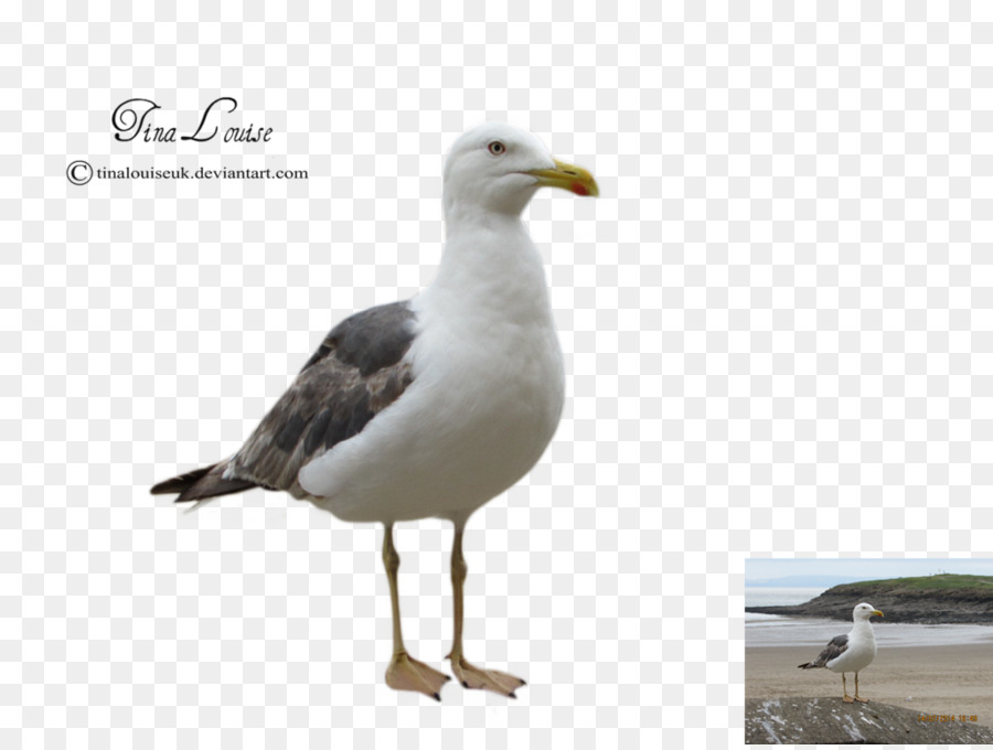 Gulls Bird Silhouette Clip art - seagull png download - 1024*768 - Free Transparent Gulls png Download.