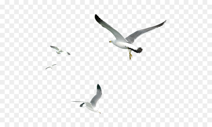 Gulls Bird - Seagull png download - 1619*1324 - Free Transparent Bird png Download.