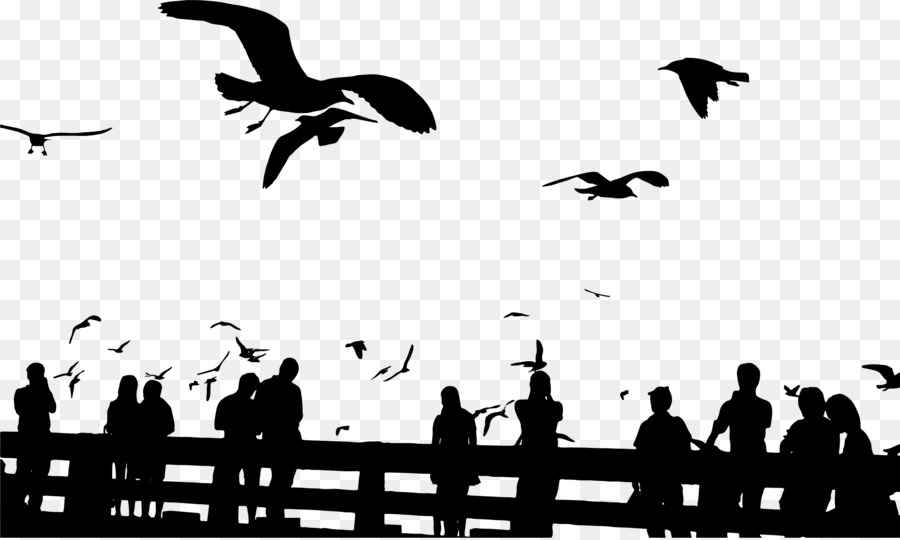 Bird Gulls Silhouette Sky Sunset - seagull png download - 2399*1433 - Free Transparent Bird png Download.