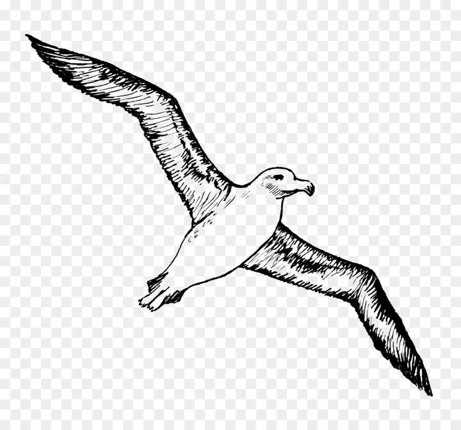 Bird Albatross Tattoo Gulls - Albatross PNG Image png download - 3163*2932 - Free Transparent Bird png Download.