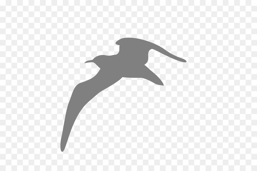 Bird Gulls Computer Icons Kittiwake - seagull png download - 800*600 - Free Transparent Bird png Download.