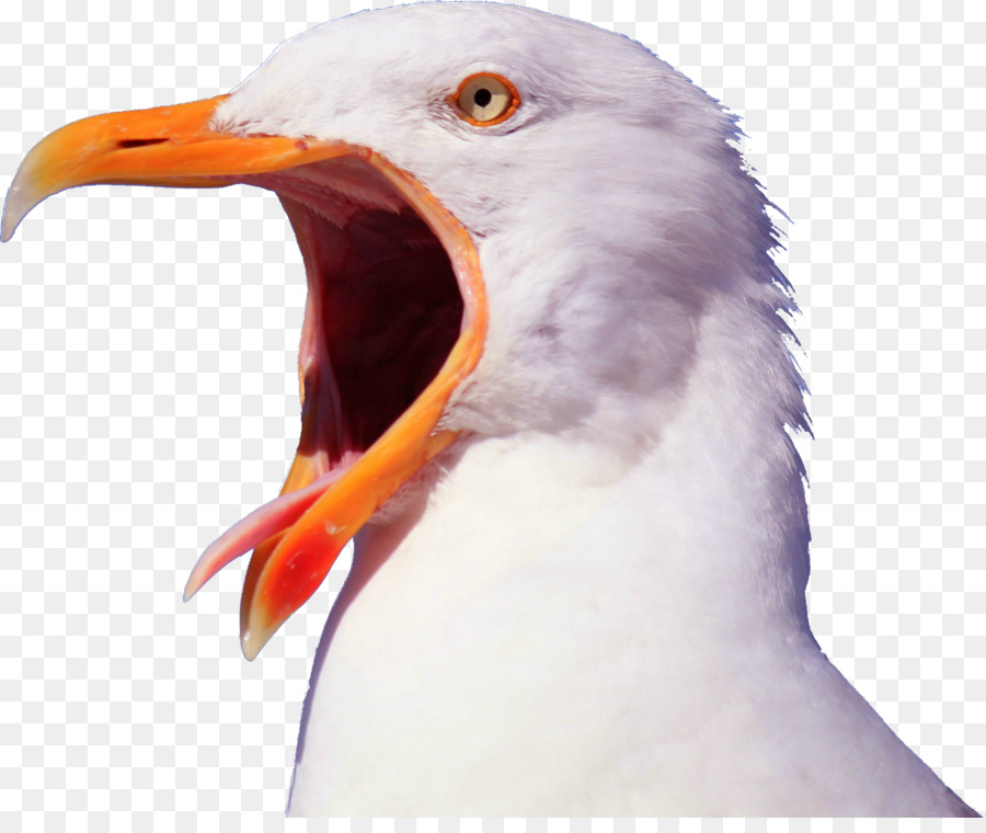 Bird Gulls Pelican YouTube Beak - seagull png download - 1639*1358 - Free Transparent Bird png Download.