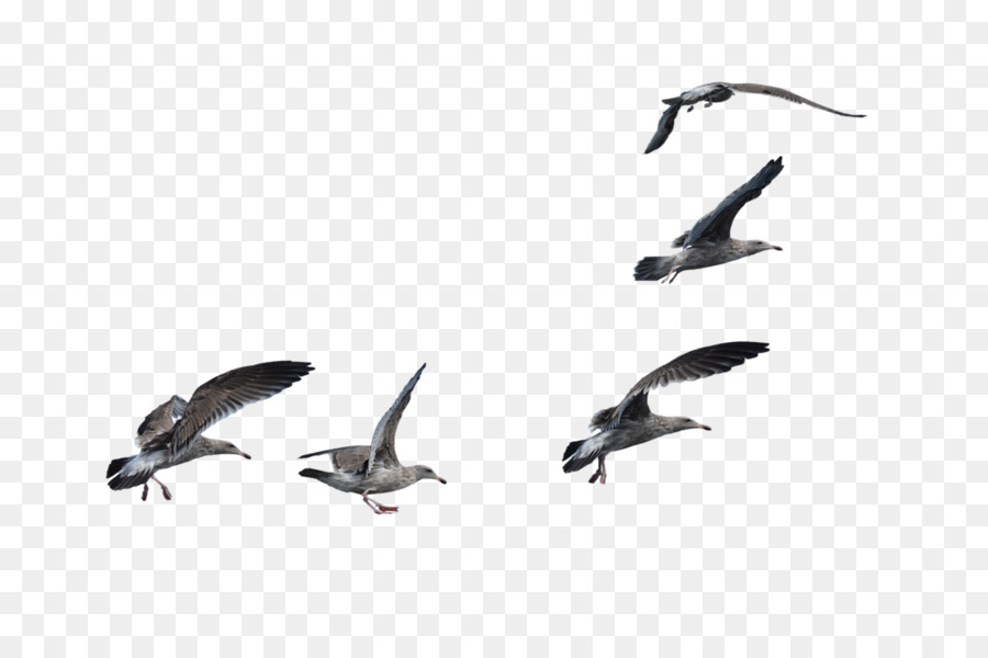 Bird A Flock Of Seagulls Cygnini A Flock Of Seagulls - seagull png download - 1108*720 - Free Transparent Bird png Download.