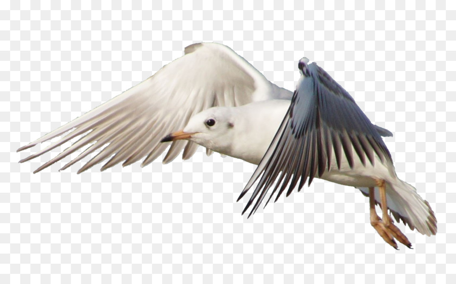 Bird Gulls Flight Jonathan Livingston Seagull - flock of birds png download - 1681*1031 - Free Transparent Bird png Download.