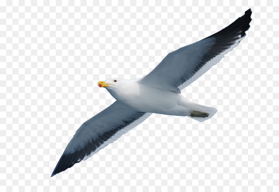 Gulls Seabird - Seabird seagull png download - 3872*2592 - Free Transparent Gulls png Download.