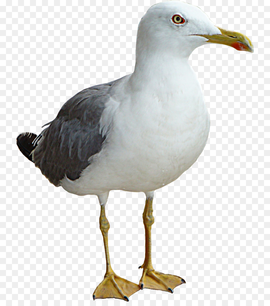 Gulls Bird Clip art - seagull png download - 793*1006 - Free Transparent Gulls png Download.
