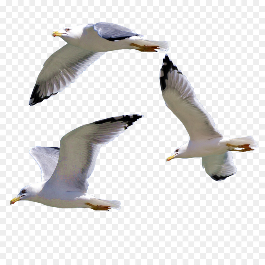 Bird European Herring Gull Gulls - Seagull png download - 1000*1000 - Free Transparent Bird png Download.