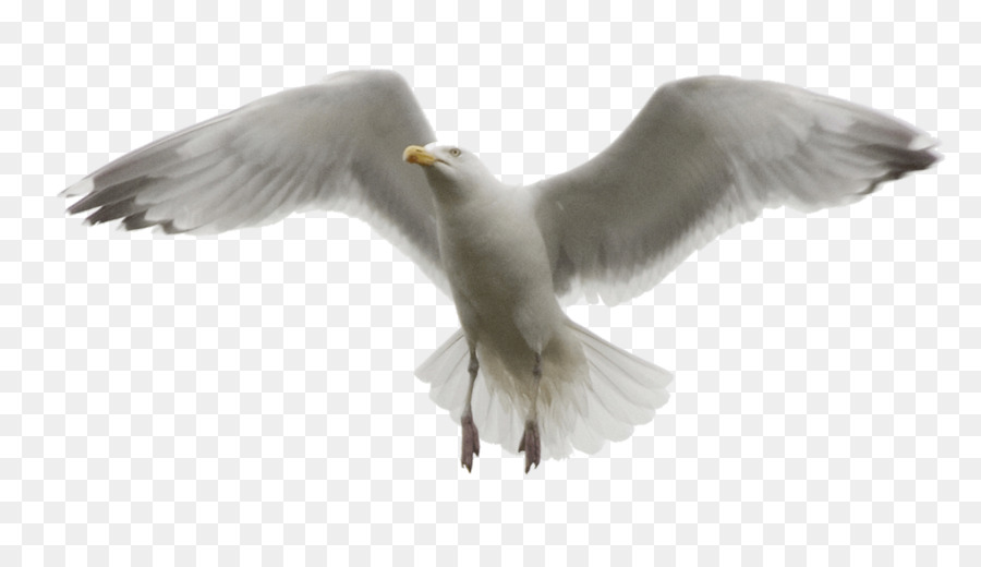 Gulls Bird Photo manipulation - seagull png download - 1024*580 - Free Transparent Gulls png Download.