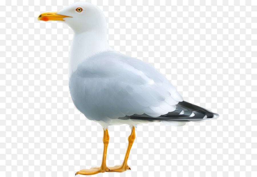 Gulls Clip art - Seagull PNG Clipart Image png download - 3500*3336 - Free Transparent Gulls png Download.