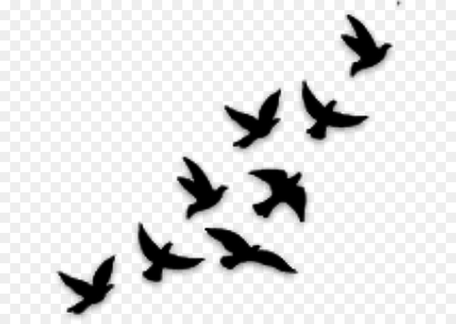 Bird Gulls Drawing YouTube Tattoo - origami effect png download - 694*634 - Free Transparent Bird png Download.