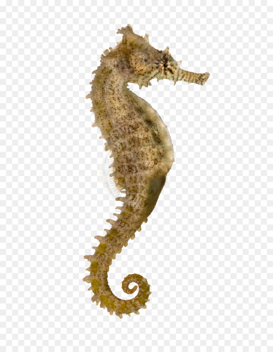 Yellow seahorse Pacific seahorse Longsnout seahorse Syngnathidae Stock photography - nine fish png download - 695*1149 - Free Transparent Yellow Seahorse png Download.