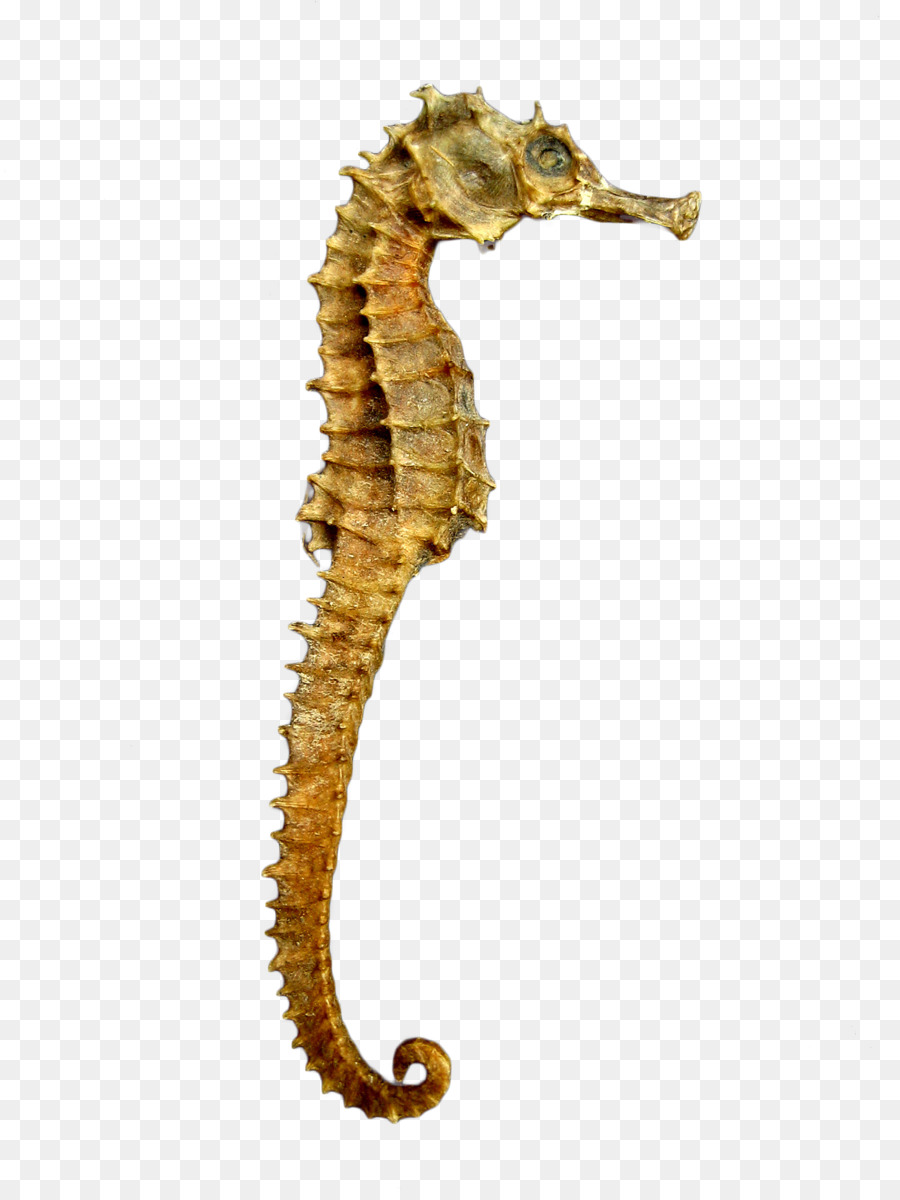 Yellow seahorse - seahorse png download - 1704*2272 - Free Transparent  Seahorse png Download.
