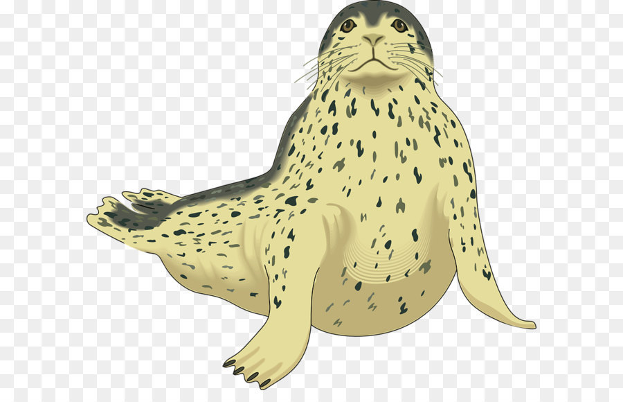 Earless seal Sea lion Harp seal Leopard seal Clip art - Harbor seal PNG png download - 831*720 - Free Transparent Arctic png Download.