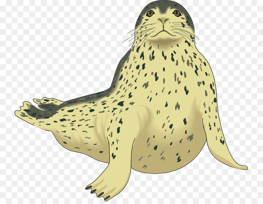 Harp seal Pinniped Harbor seal Clip art - Pink Seal Cliparts png download - 800*691 - Free Transparent  Harp Seal png Download.