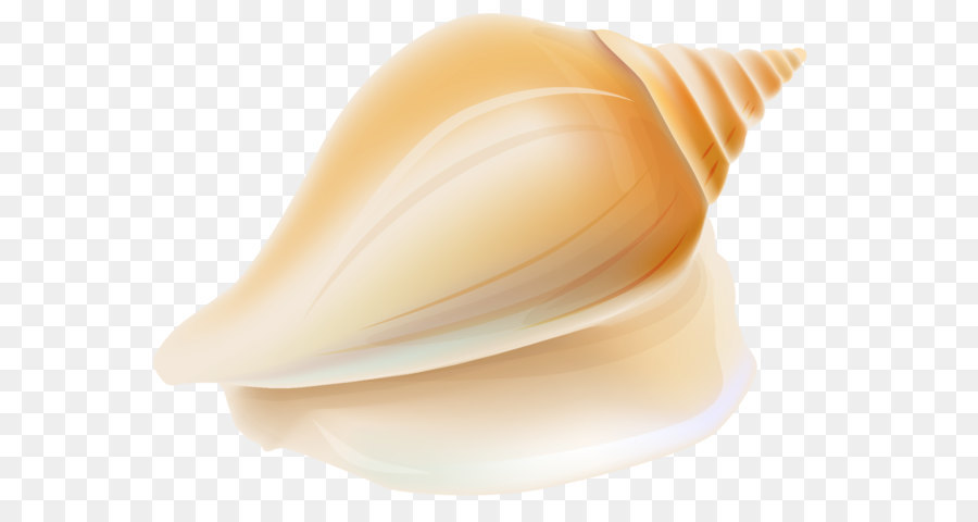 Shankha Seashell Conchology - Transparent Seashell PNG Clipart png download - 1708*1233 - Free Transparent Seashell png Download.