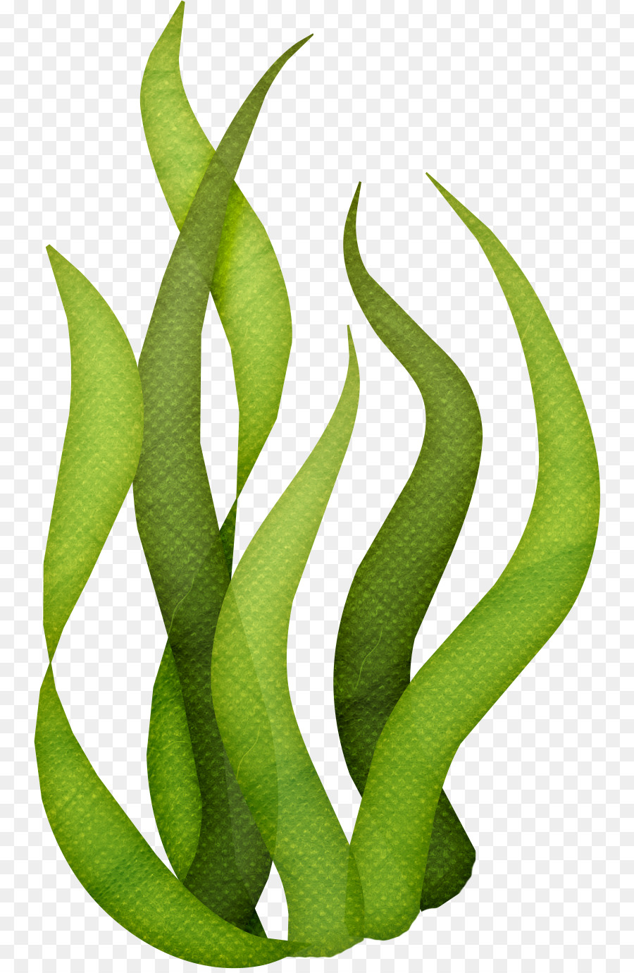 Seaweed Algae Clip art - ocean png download - 804*1374 - Free Transparent Seaweed png Download.