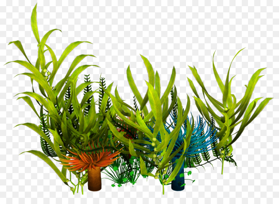 Underwater Aquatic Plants Seaweed Clip art - reef png download - 1024*745 - Free Transparent Underwater png Download.