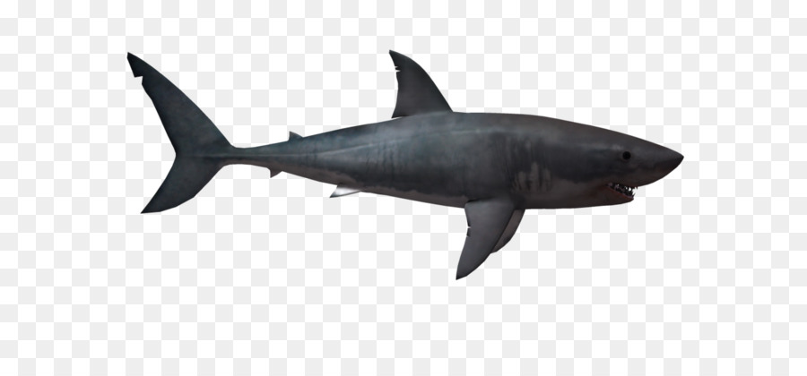 Great white shark Lamniformes - Shark PNG png download - 1024*639 - Free Transparent Lamniformes png Download.