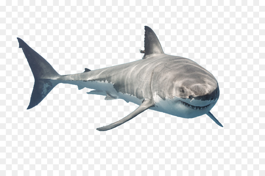 Great white shark Downtown Aquarium Tiger shark Public aquarium - aquarium sharks png download - 1500*976 - Free Transparent Great White Shark png Download.