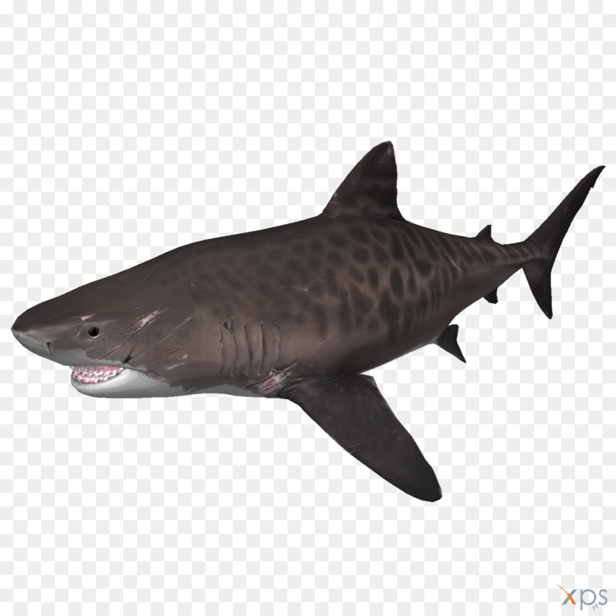 Tiger shark Depth Megalodon - shark png download - 1024*1024 - Free Transparent Tiger Shark png Download.