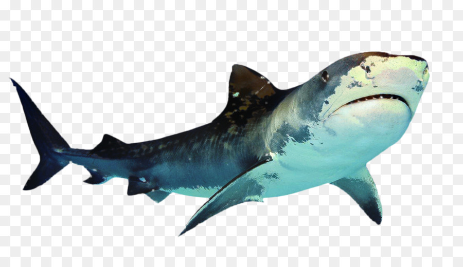 Great white shark Portable Network Graphics Clip art Transparency -  png download - 1011*564 - Free Transparent Shark png Download.