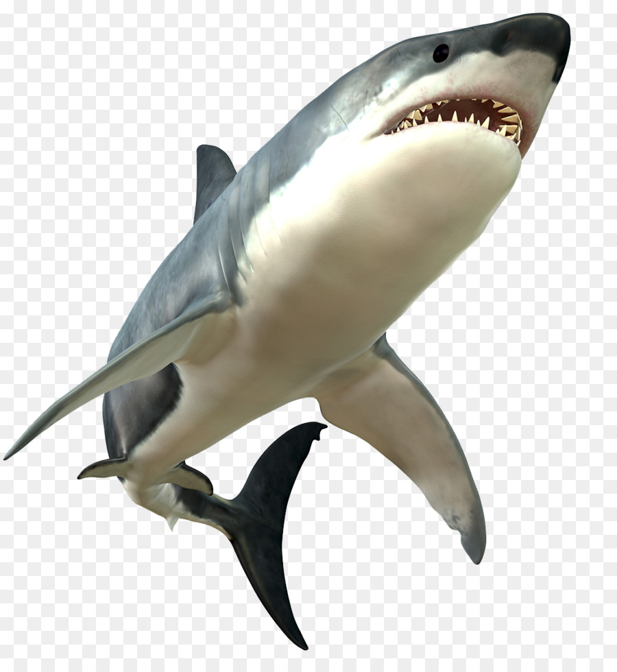 Great white shark Bull shark - Furious big white shark png download - 1033*1112 - Free Transparent Carcharhiniformes png Download.