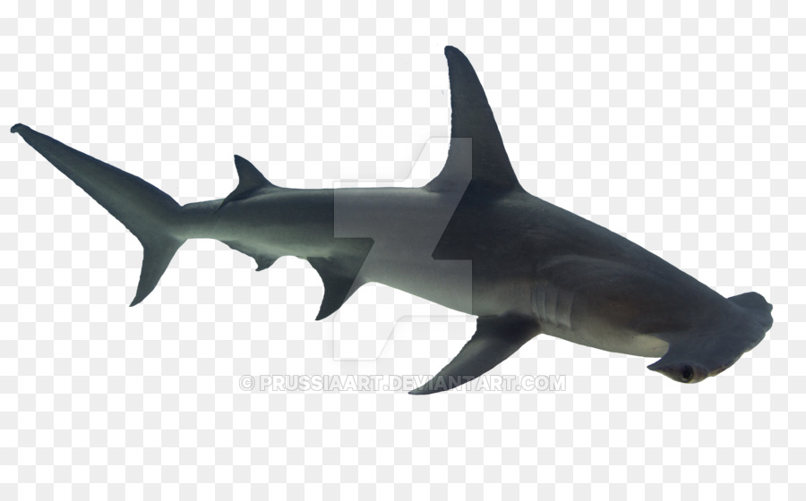 Requiem sharks Hammerhead shark Bull shark Fish - fish png download - 900*557 - Free Transparent Requiem Sharks png Download.