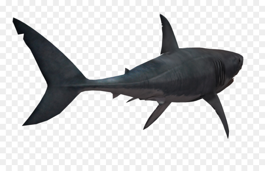 Shark Clip art - Shark PNG Transparent Image png download - 1024*639 - Free Transparent Lamniformes png Download.