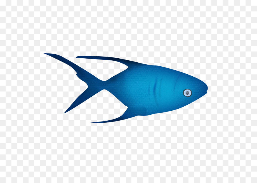 Shark - shark png download - 640*640 - Free Transparent Shark png Download.