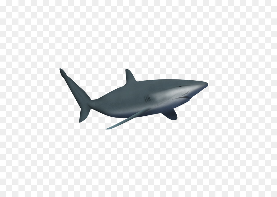 Great white shark Marine mammal Drawing Clip art - shark png download - 640*640 - Free Transparent Shark png Download.