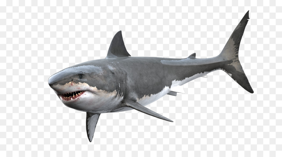 Gummy shark Great white shark Tiger shark Clip art - sharks png download - 1400*757 - Free Transparent Shark png Download.