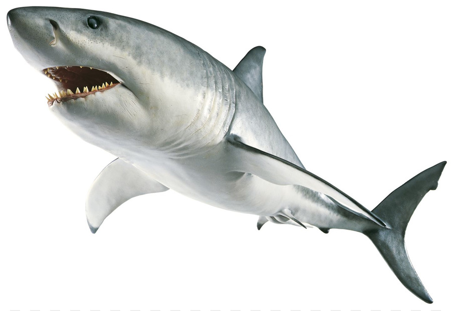 Shark Jaws Great white shark Clip art - Transparent Shark Png png download - 1440*988 - Free Transparent Shark Jaws png Download.
