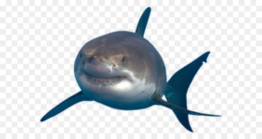 Great white shark Portable Network Graphics Image Drawing - baby shark png transparent png download - 640*480 - Free Transparent Shark png Download.