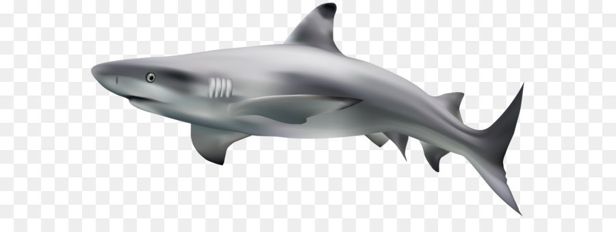Goblin shark Eamon Bailey Nictitating membrane Shark finning - Shark Transparent Clip Art Image png download - 7000*3455 - Free Transparent Requiem Shark png Download.