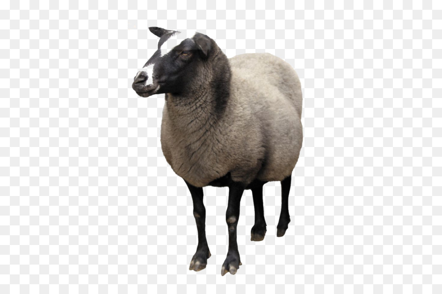 Sheep Goat Clip art - sheep png download - 472*600 - Free Transparent Sheep png Download.
