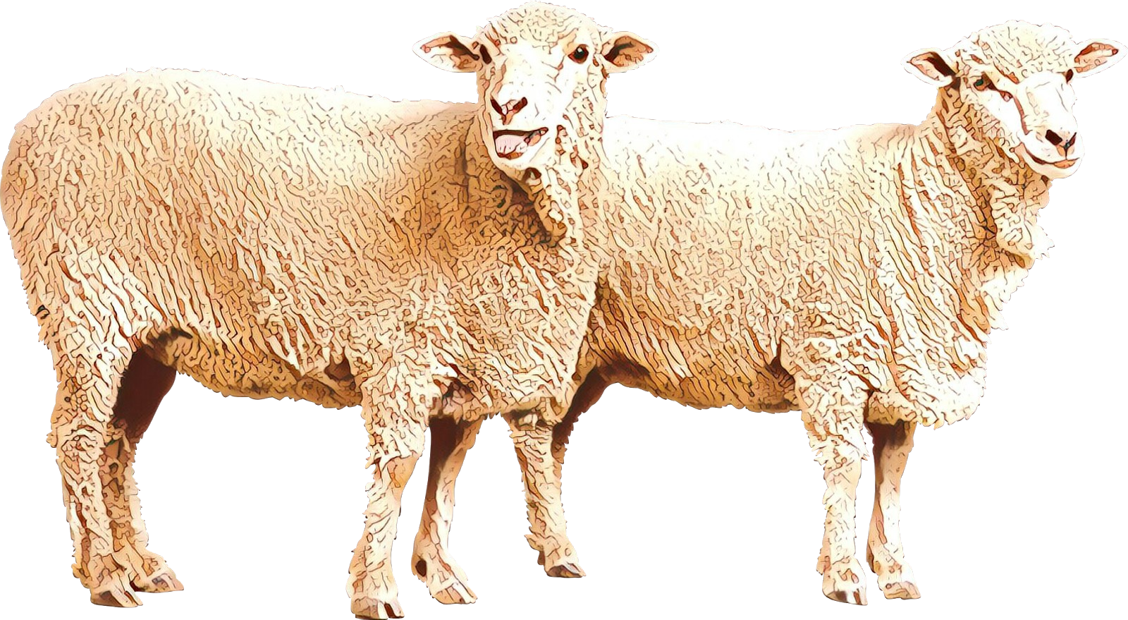 Sheep Goat Clip Art Image Illustration Png Download 1600 879 Free Transparent Eid Al Adha Png Download Clip Art Library