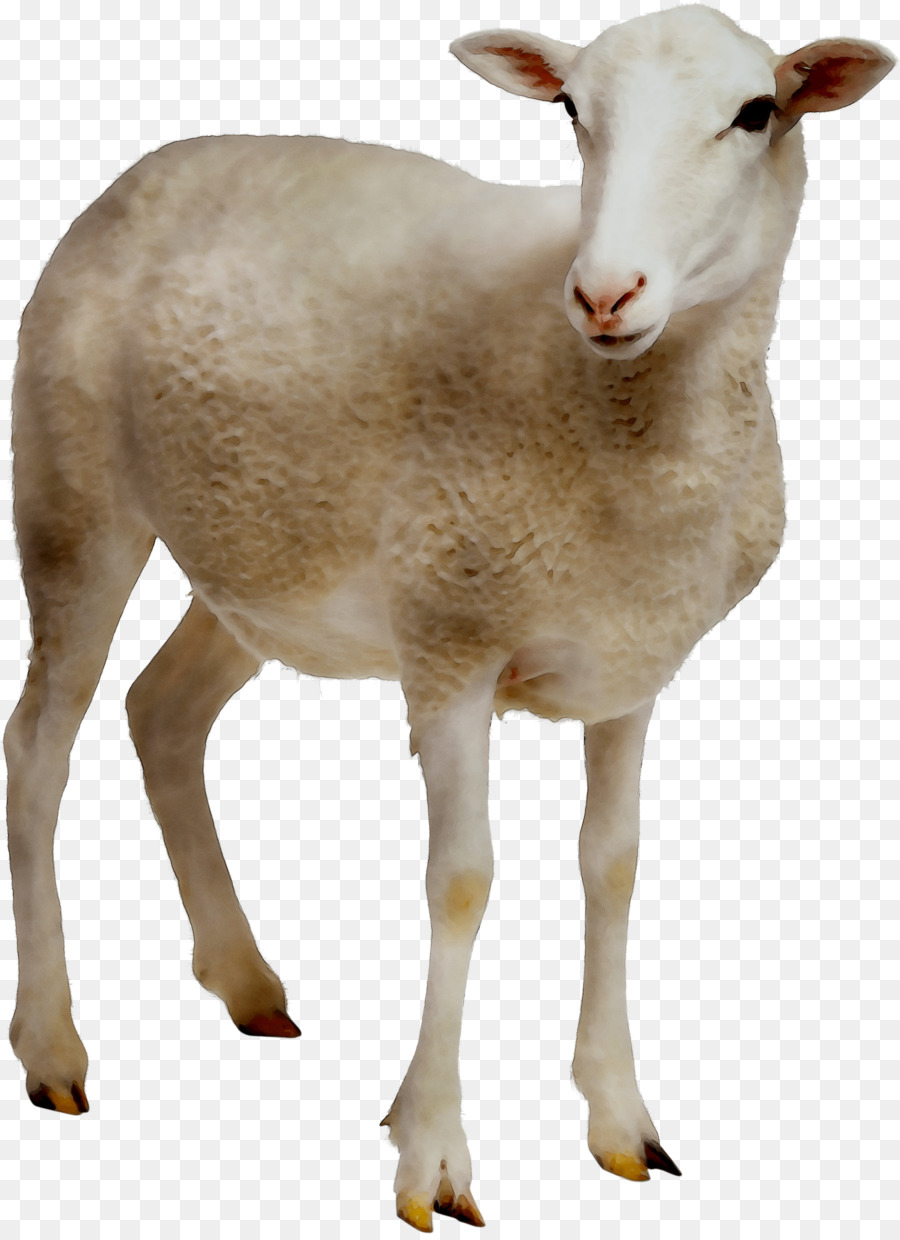 Sheep farming Goat Clip art Portable Network Graphics -  png download - 2478*3398 - Free Transparent Sheep png Download.