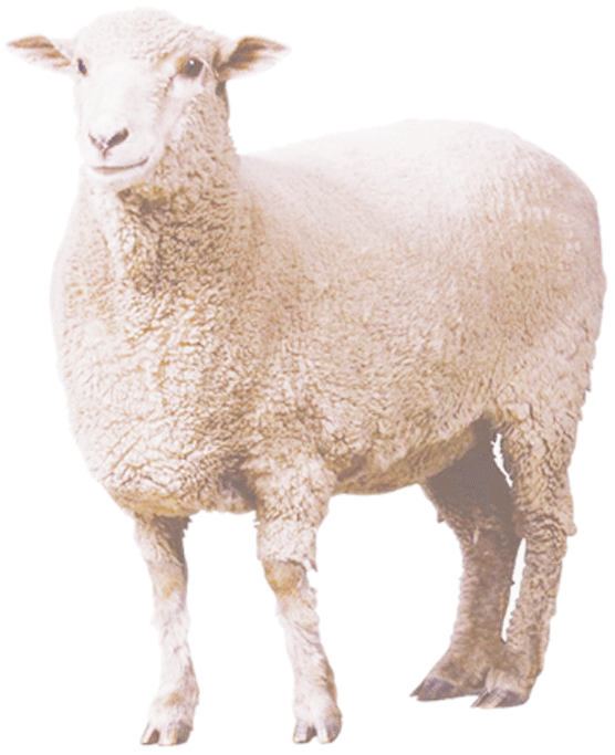 Sheep Curly Sheep Png Download 556 683 Free Transparent Eid Al Adha Png Download Clip Art Library