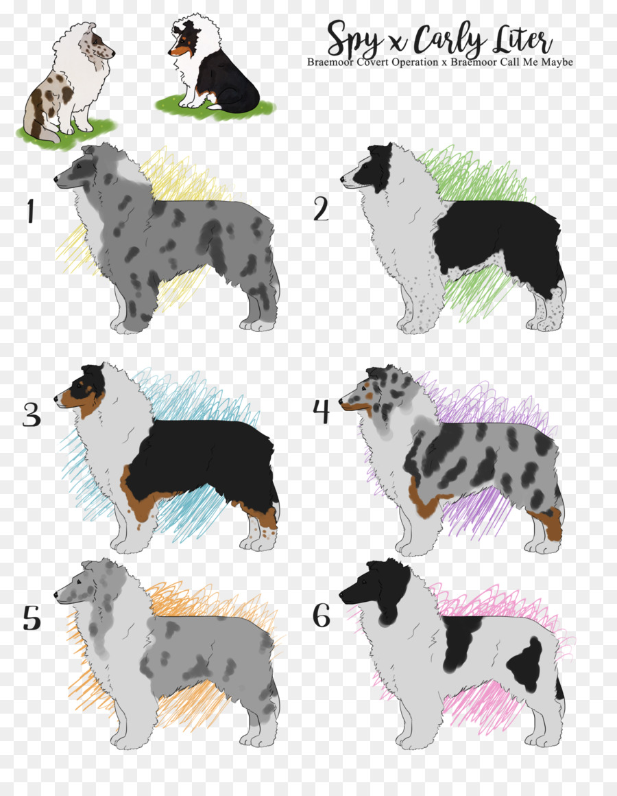 Dog breed Border Collie Rough Collie Companion dog - sheltie png download - 1600*2044 - Free Transparent Dog Breed png Download.