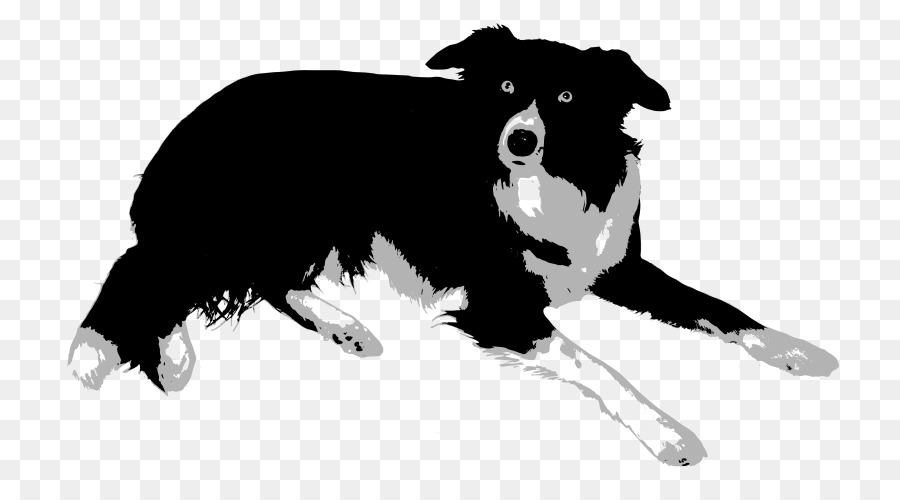 Border Collie Rough Collie Bearded Collie Old English Sheepdog Central Asian Shepherd Dog - bordercollie png download - 800*486 - Free Transparent Border Collie png Download.