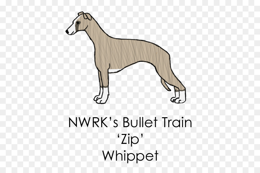 Whippet Italian Greyhound Spanish greyhound Sloughi Dog breed - sheltie png download - 504*588 - Free Transparent Whippet png Download.