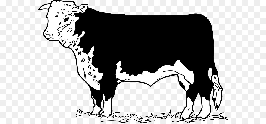 Beef cattle Angus cattle Hereford cattle Beefsteak Clip art - Cow grass png download - 640*418 - Free Transparent Beef Cattle png Download.