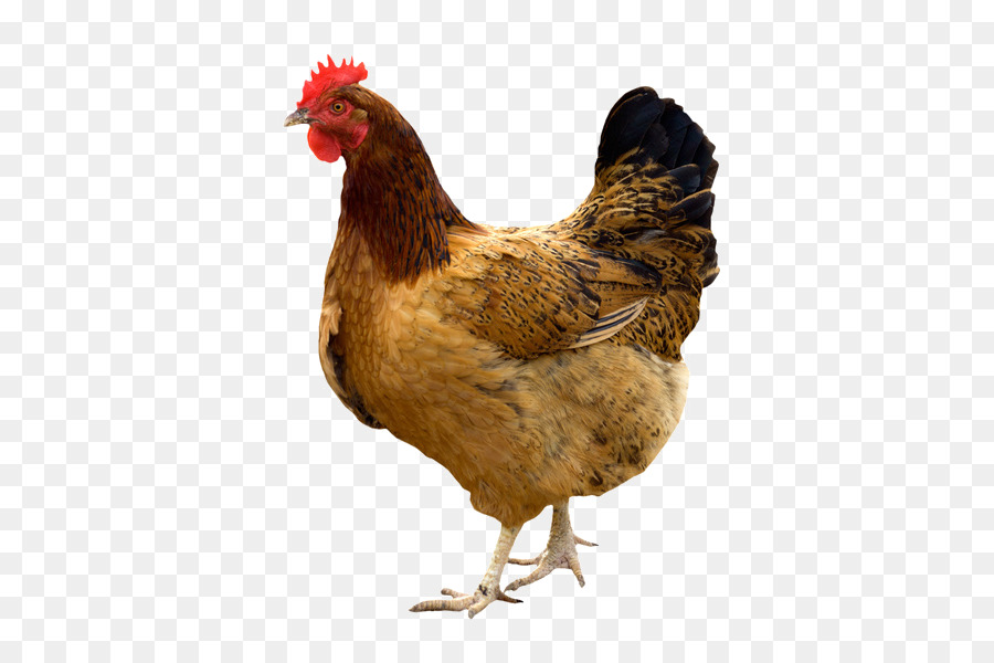 Kadaknath Broiler Giriraja Poultry Chicken as food - Hen house png download - 655*600 - Free Transparent Kadaknath png Download.