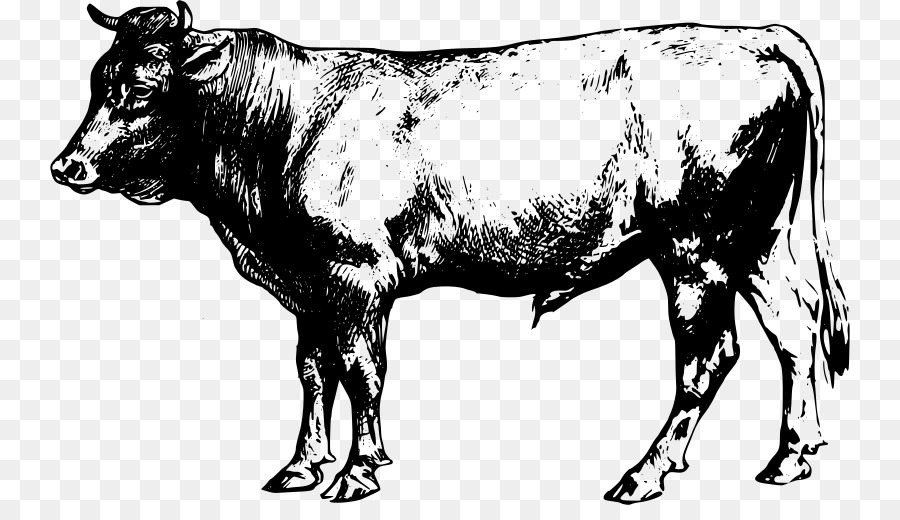 Angus cattle Beef cattle English Longhorn Clip art - bull png download - 800*505 - Free Transparent Angus Cattle png Download.